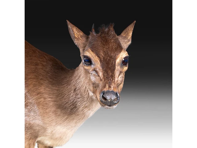 Common duiker (sylvicapra grimmia) full mount, taxidermy trophy, h 43 cm - afbeelding 8 van  9