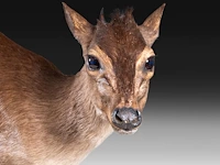 Common duiker (sylvicapra grimmia) full mount, taxidermy trophy, h 43 cm - afbeelding 8 van  9