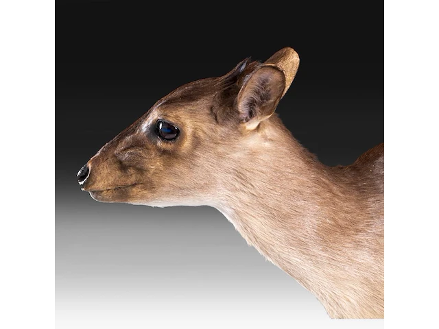 Common duiker (sylvicapra grimmia) full mount, taxidermy trophy, h 43 cm - afbeelding 9 van  9