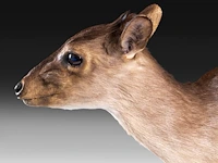 Common duiker (sylvicapra grimmia) full mount, taxidermy trophy, h 43 cm - afbeelding 9 van  9