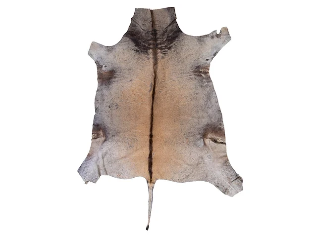 Common eland (taurotragus oryx) hide rug, 250 x 160 cm - afbeelding 1 van  2