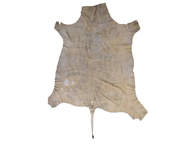 Common eland (taurotragus oryx) hide rug, 250 x 160 cm - afbeelding 2 van  2