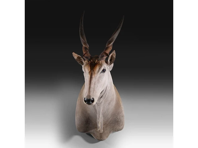 Common eland (taurotragus oryx) shoulder mount, taxidermy trophy, h 140 cm - afbeelding 1 van  3