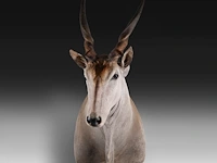Common eland (taurotragus oryx) shoulder mount, taxidermy trophy, h 140 cm