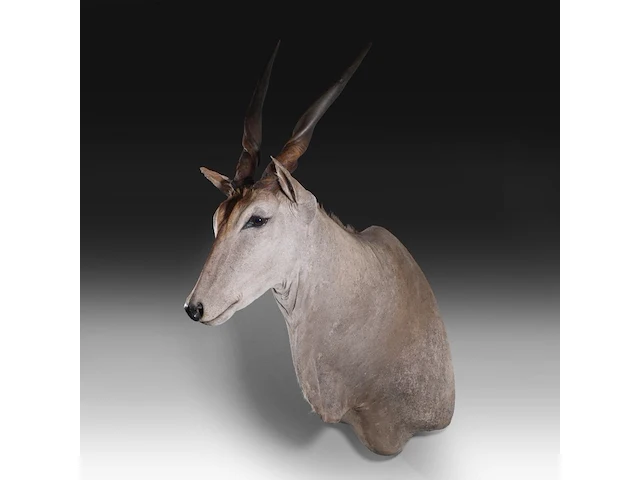 Common eland (taurotragus oryx) shoulder mount, taxidermy trophy, h 140 cm - afbeelding 2 van  3