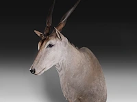 Common eland (taurotragus oryx) shoulder mount, taxidermy trophy, h 140 cm - afbeelding 2 van  3