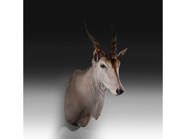 Common eland (taurotragus oryx) shoulder mount, taxidermy trophy, h 140 cm - afbeelding 3 van  3