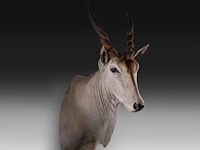 Common eland (taurotragus oryx) shoulder mount, taxidermy trophy, h 140 cm - afbeelding 3 van  3