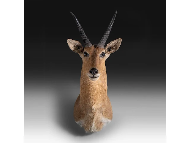 Common/southern reedbuck (redunca arundinum) shoulder mount, taxidermy trophy, h 100 cm - afbeelding 1 van  3