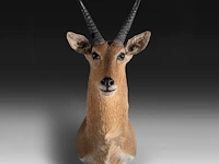 Common/southern reedbuck (redunca arundinum) shoulder mount, taxidermy trophy, h 100 cm