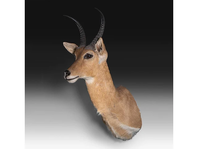 Common/southern reedbuck (redunca arundinum) shoulder mount, taxidermy trophy, h 100 cm - afbeelding 2 van  3