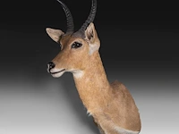 Common/southern reedbuck (redunca arundinum) shoulder mount, taxidermy trophy, h 100 cm - afbeelding 2 van  3