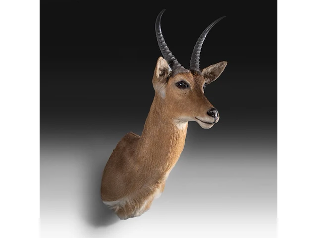 Common/southern reedbuck (redunca arundinum) shoulder mount, taxidermy trophy, h 100 cm - afbeelding 3 van  3