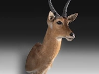 Common/southern reedbuck (redunca arundinum) shoulder mount, taxidermy trophy, h 100 cm - afbeelding 3 van  3