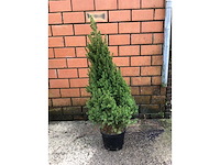 Conifeersoort - conica (x15) - afbeelding 1 van  1