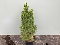 Coniferen - conica (x60) - afbeelding 1 van  2