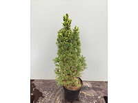 Coniferen - conica (x60) - afbeelding 2 van  2