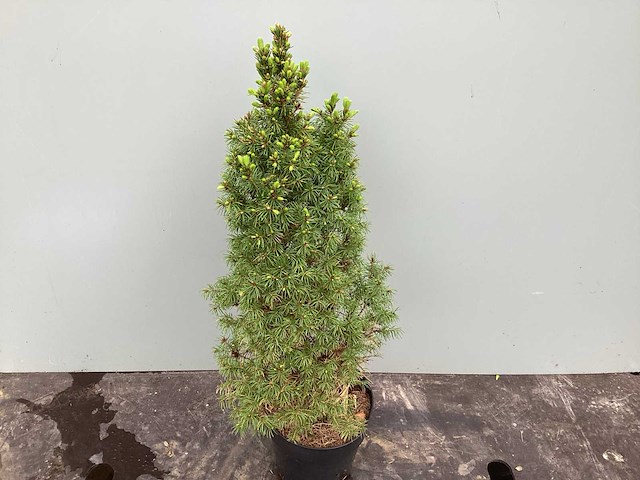 Coniferen - conica (x60) - afbeelding 1 van  2