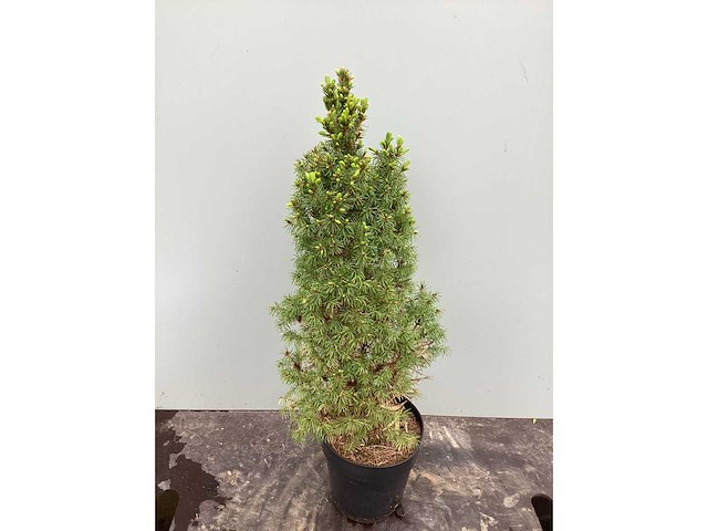 Coniferen - conica (x60) - afbeelding 2 van  2