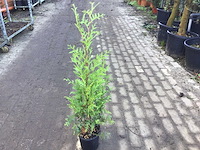 Coniferen - thuya 160-180 (x100) - afbeelding 2 van  2
