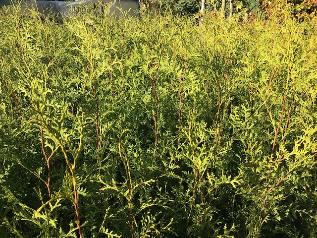 Coniferen - thuya 160-180 (x200) - afbeelding 1 van  2