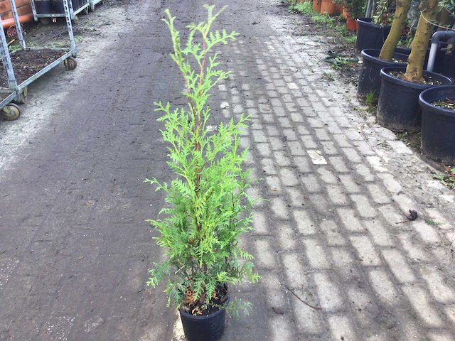 Coniferen - thuya (x100) - afbeelding 2 van  2