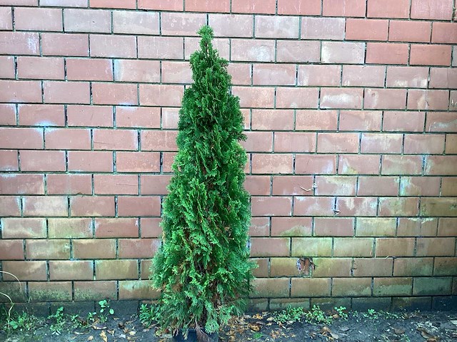 Coniferen - thuya (x10) - afbeelding 1 van  1