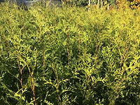 Coniferen - thuya (x200) - afbeelding 1 van  2