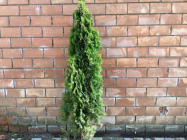 Coniferen - thuya (x30) - afbeelding 1 van  2