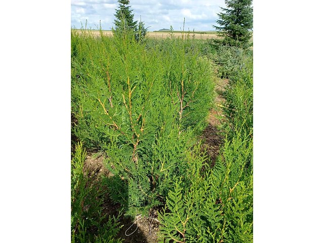 Coniferen artovirens (ca. 180-200cm) - haag (10x) - afbeelding 3 van  3