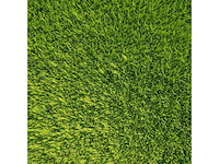 Coniferen artovirens (ca. 180-200cm) - haag (10x) - afbeelding 2 van  3