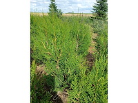 Coniferen artovirens (ca. 180-200cm) - haag (10x) - afbeelding 3 van  3