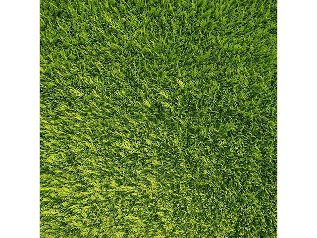 Coniferen artovirens (ca. 60-80cm) - haag (25x) - afbeelding 2 van  3