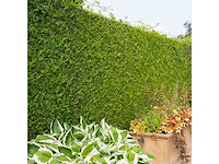 Coniferen artovirens (ca. 60-80cm) - haag (25x) - afbeelding 1 van  3