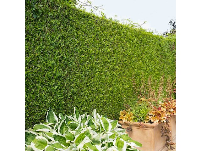 Coniferen artovirens (ca. 60-80cm) - haag (50x) - afbeelding 1 van  3