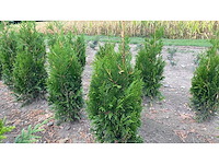 Coniferen artovirens (ca. 60-80cm) - haag (50x) - afbeelding 1 van  1