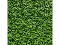 Coniferen brabant (ca. 160cm) haag (10x) - afbeelding 2 van  3