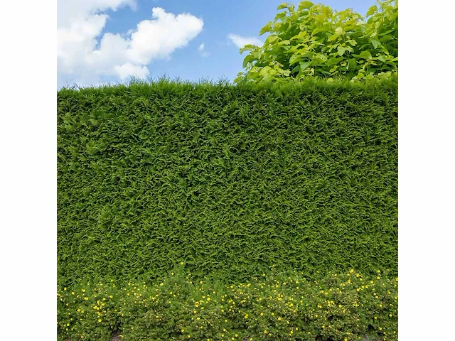 Coniferen brabant (ca. 160cm) haag (20x) - afbeelding 1 van  3