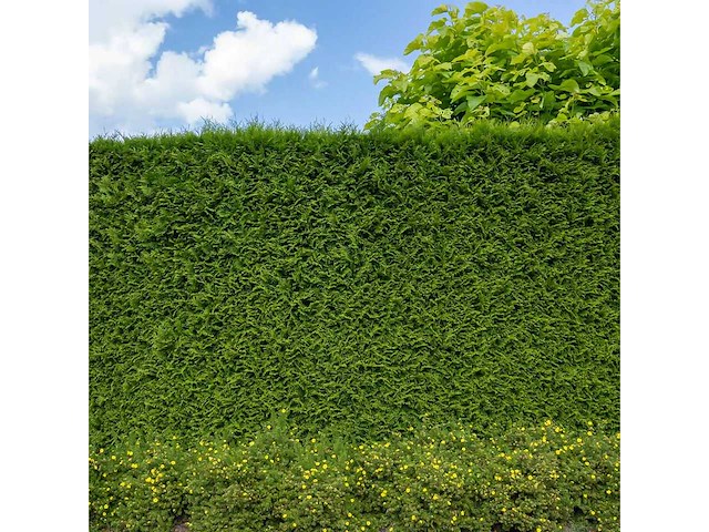 Coniferen brabant (ca. 160cm) haag (20x) - afbeelding 1 van  3