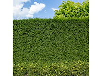 Coniferen brabant (ca. 160cm) haag (20x) - afbeelding 1 van  3