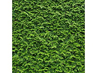 Coniferen brabant (ca. 180-200cm) haag (25x) - afbeelding 2 van  3