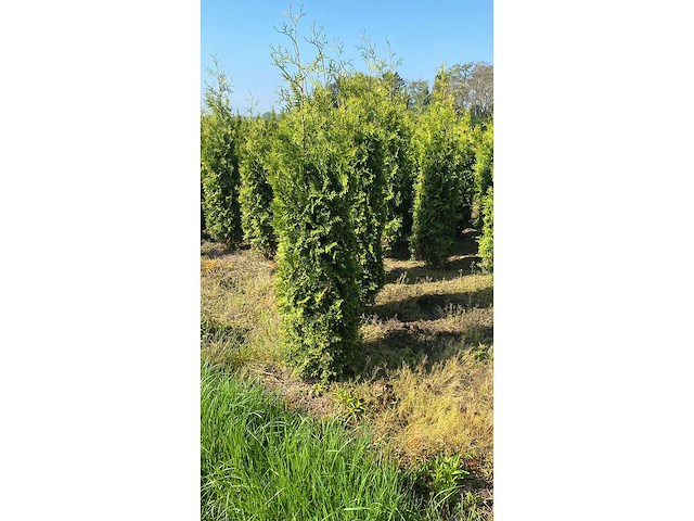 Coniferen brabant (ca. 180-200cm) haag (25x) - afbeelding 3 van  3