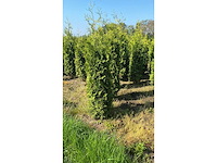 Coniferen brabant (ca. 180-200cm) haag (25x) - afbeelding 3 van  3