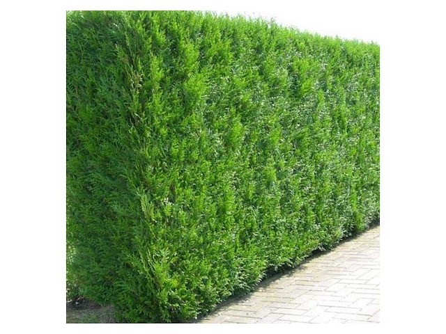 Coniferen martin (ca. 150cm) - haag (10x) - afbeelding 1 van  3