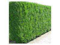 Coniferen martin (ca. 150cm) - haag (10x) - afbeelding 1 van  3