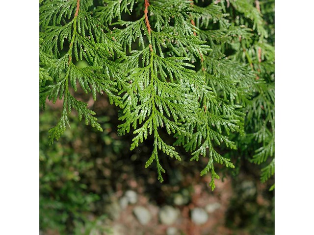 Coniferen martin (ca. 60-80cm) - haag (25x) - afbeelding 3 van  3