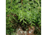 Coniferen martin (ca. 60-80cm) - haag (50x) - afbeelding 2 van  2