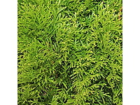 Coniferen smaragd (ca. 160-180cm) - haag (20x) - afbeelding 2 van  3