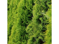 Coniferen smaragd (ca. 160-180cm) - haag (20x) - afbeelding 1 van  3