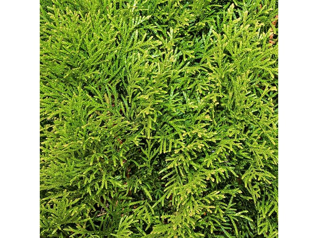 Coniferen smaragd (ca. 160-180cm) - haag (20x) - afbeelding 2 van  3